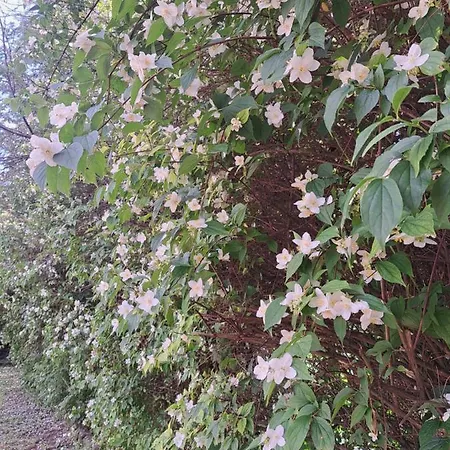 Agnes Pihenohaz ゲストハウス *