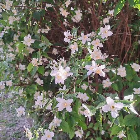 Agnes Pihenohaz ゲストハウス *